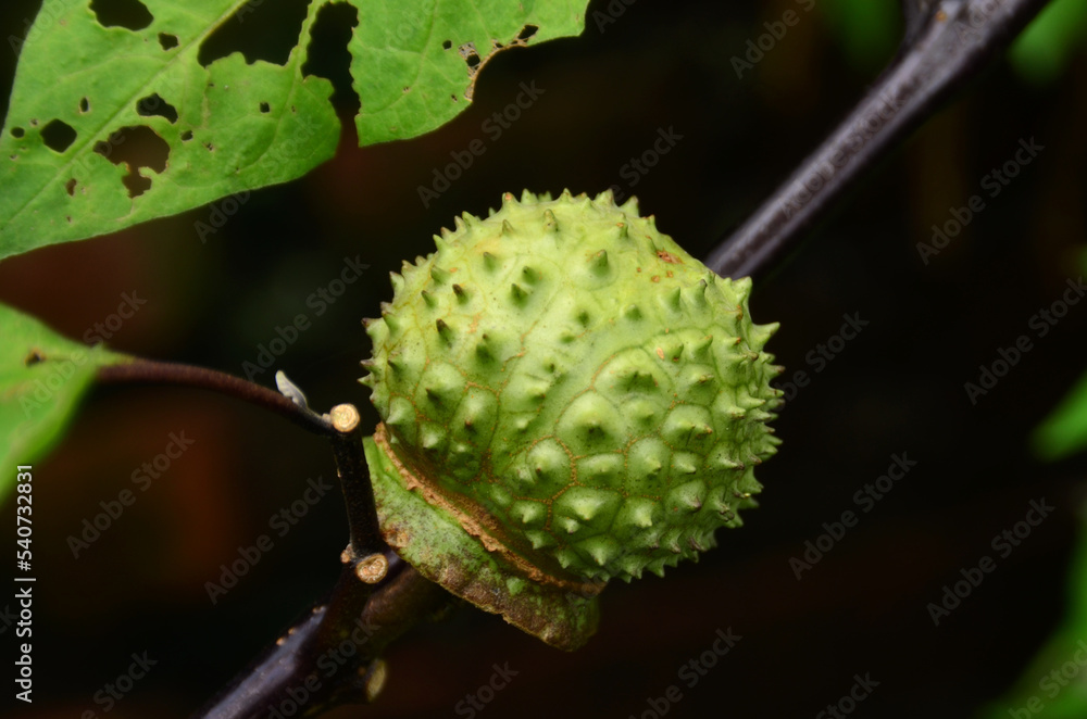 datura metel fruit on the tree datura metel fruit on the tree