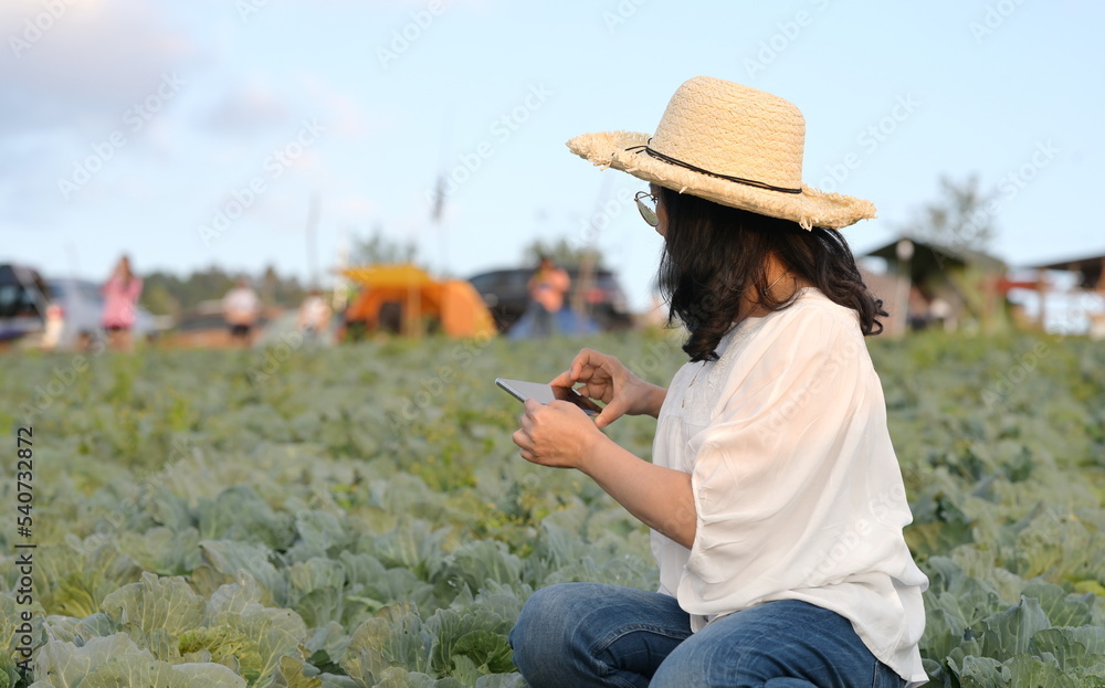 A female tourist sits in an organic cabbage plantation and picks up her phone to photograph the beauty of the greens. Woman in jeans, straw hat, white shirt holding phone in cabbage garden.
