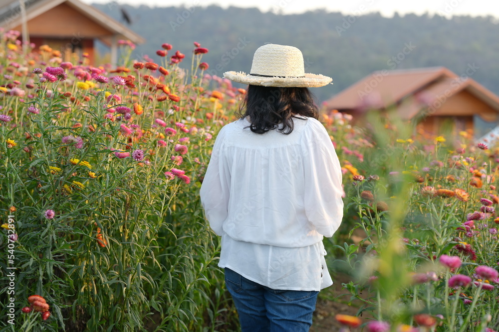 Woman tourist walks in a multicolored flower garden to admire the beauty of the flower fields of Straw flower or Paper flower, Woman wearing wide brimmed straw hat Jeans and white long-sleeve shirt
