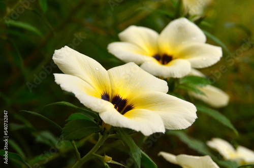 yellow flowers in the garden