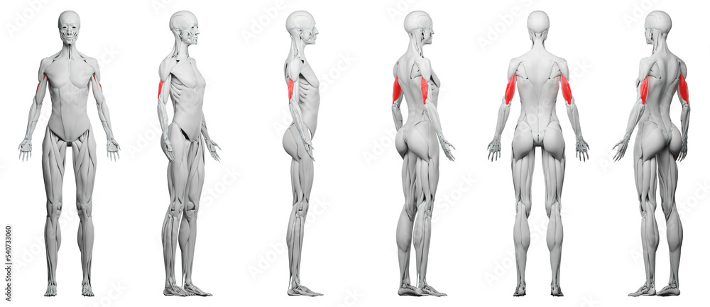 skeletal illustration skeletal illustration