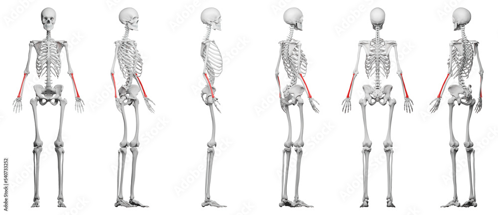 skeletal illustration skeletal illustration