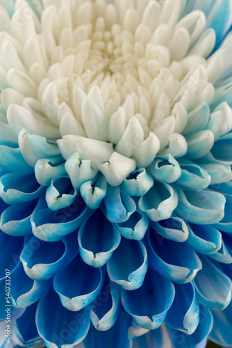 Blue and white chrysanthemum head flower in close up. Floral pattern, object. Flat lay, top view.