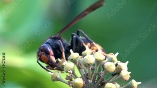 Un frelon asiatique sur une fleur