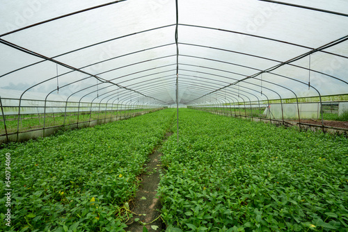 Rural vegetable planting base in China