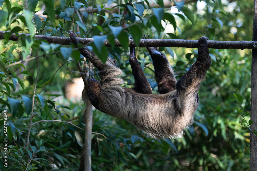 Obraz premium three-fingered sloths hanging on tree branch