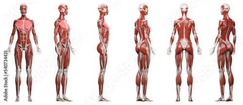 muscle illustration