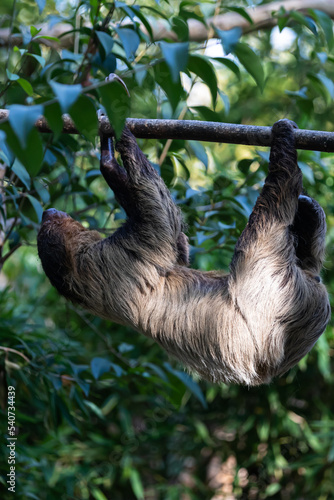three-fingered sloths hanging on tree branch