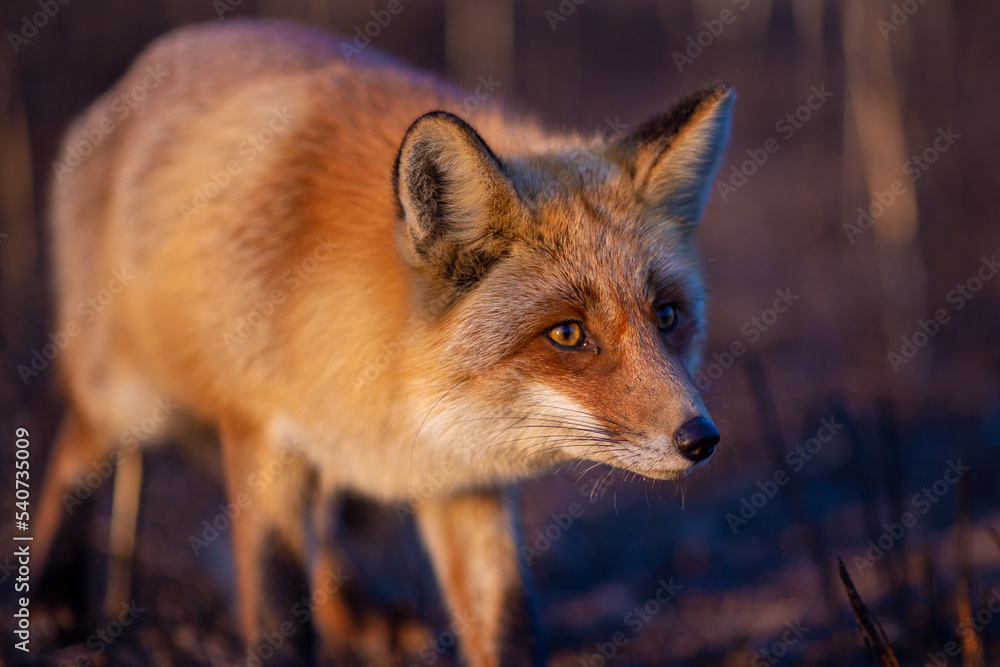 Close-up. A wild red fox stands in an autumn field. The chanterelle hunts mice in the field.