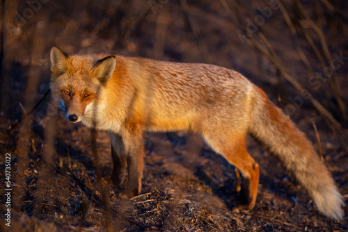 Close-up. A wild red fox stands in an autumn field. The chanterelle hunts mice in the field. © alexhitrov