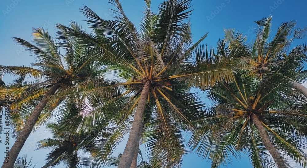 Underview of coconut trees