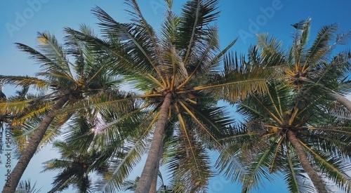 Underview of coconut trees