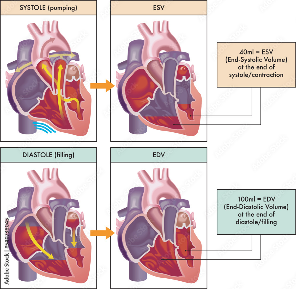 Systole Und Diastole Einfach Erklärt Medical illustration of the two main phases of the cardiac cycle