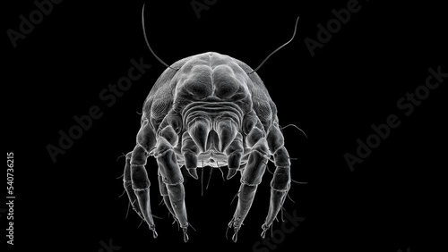 dust mite