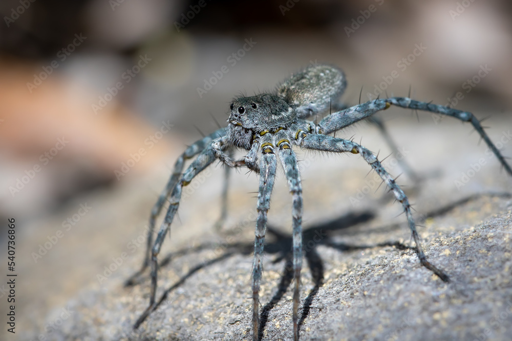 Kieslaufwolf (Pardosa wagleri), Weibchen Kieslaufwolf (Pardosa wagleri), Weibchen