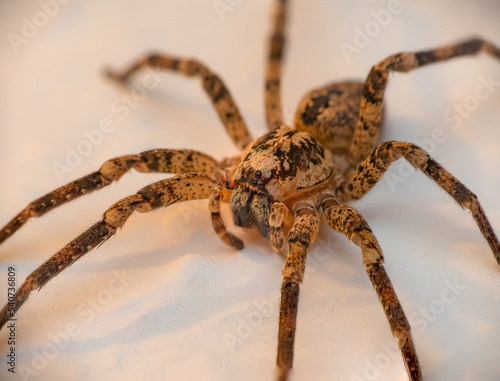 Kr  useljagdspinne oder Nosferatu-Spinne - Zoropsis spinimana - False Wolf Spider - Mediterranean Spiny