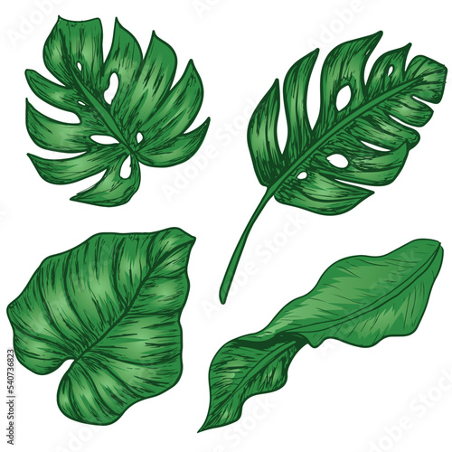 Four green tropical leaves set