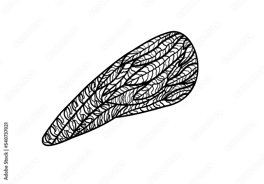 Angel wing. Outline drawing on a white background. Angel wing. Outline drawing on a white background.