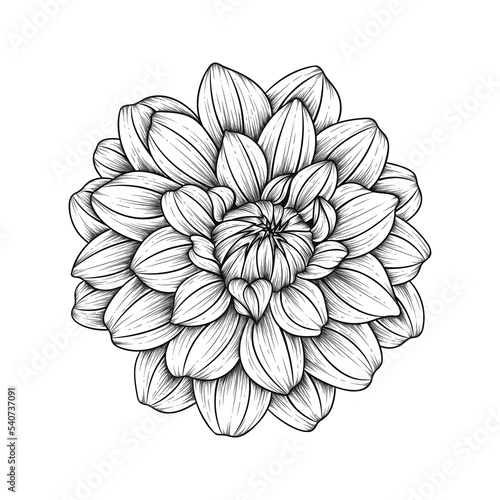 Fototapeta Naklejka Na Ścianę i Meble -  Hand drawn line art dahlia flower illustration isolated on white background