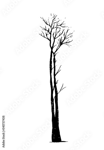 drawing picture of old tall linden tree in autumn without leaves, sketch, hand drawn vector digital illustration