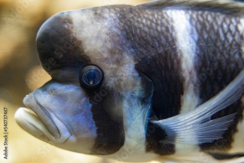 Closeup of a Cyphotilapia frontosa swimming under the water photo