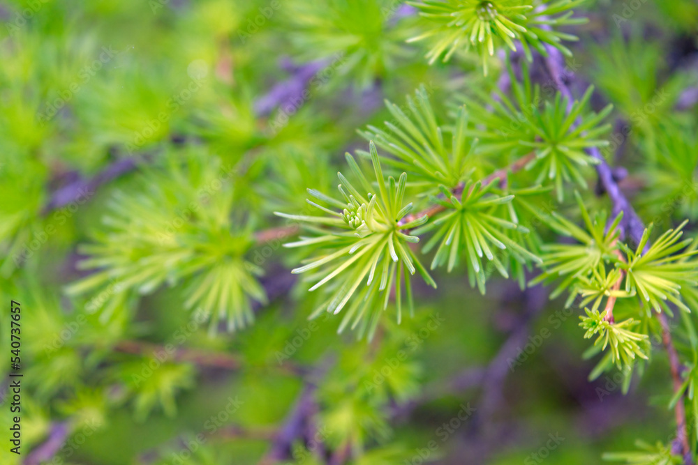 Young green branch of larch Close up. spring growing season. fresh fluffy larch.