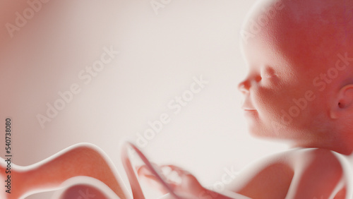 Fotografia human fetus