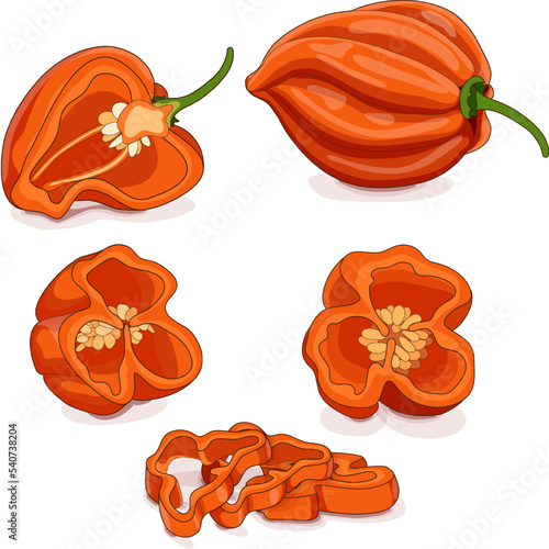 Whole, half, quarter, slices of orange habanero chili peppers. Capsicum chinense. Hot chili pepper. Fresh organic vegetables. Cartoon style. Vector illustration isolated on white background.