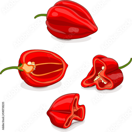 Whole, half and quarter of red habanero chili peppers. Capsicum chinense. Hot chili pepper. Fresh organic vegetables. Cartoon style. Vector illustration isolated on white background.