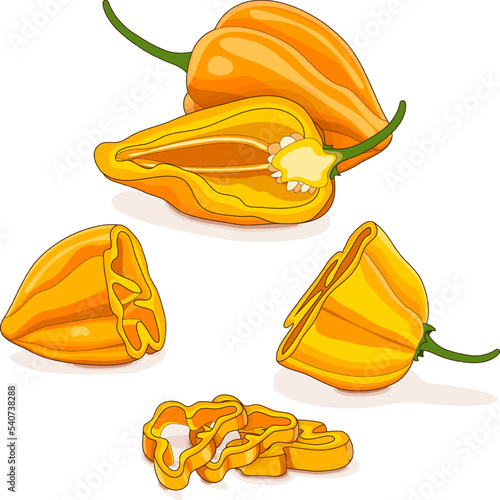 Whole, half, quarter, slices of yellow habanero chili peppers. Capsicum chinense. Hot chili pepper. Fresh organic vegetables. Cartoon style. Vector illustration isolated on white background.