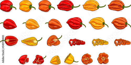 Set with whole, half, quarter, slices, and wedges of habanero chili peppers. Red, orange, and yellow habanero. Vegetables. Cartoon style. Vector illustration isolated on white background.