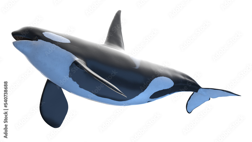 Obraz premium killer whale