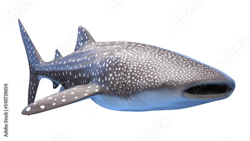 whale shark