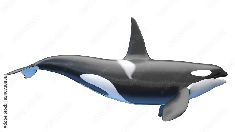 Obraz premium killer whale
