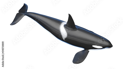 killer whale