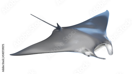 Canvas-taulu manta ray