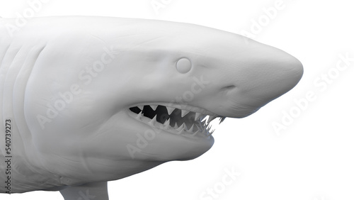 shark