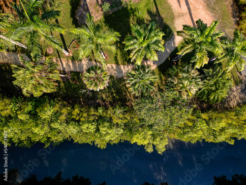 Aerial downward shot of tropical palm tree path alongside river in Cairns Botanical Gardens photo