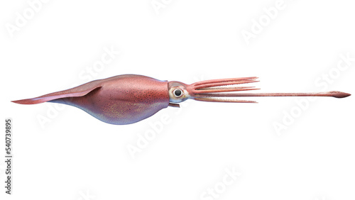 Quadro su tela colossal squid