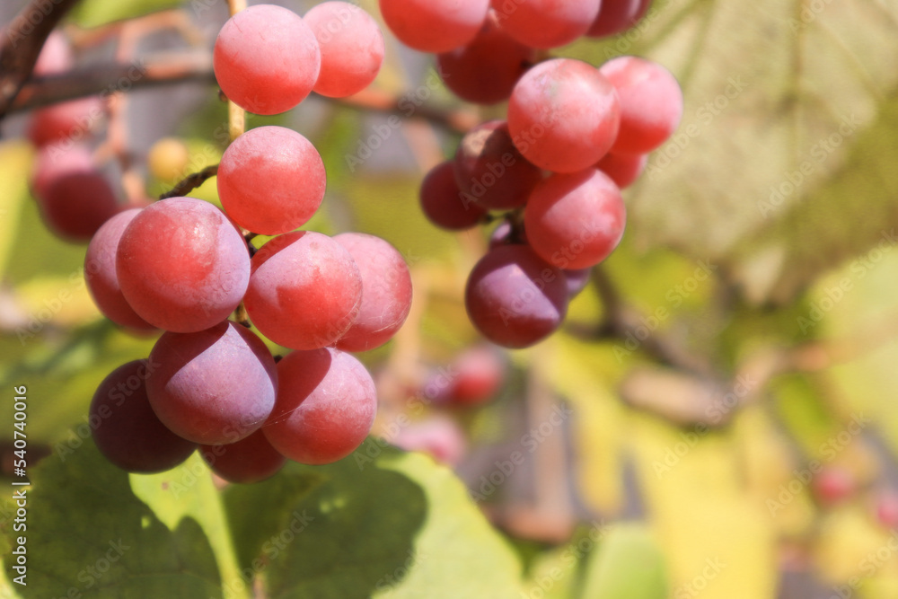 Pink Grapes Growing On Field. Bunch of pink grapes. Ripe red wine grapes. Pink Grapes Growing On Field. Bunch of pink grapes. Ripe red wine grapes.