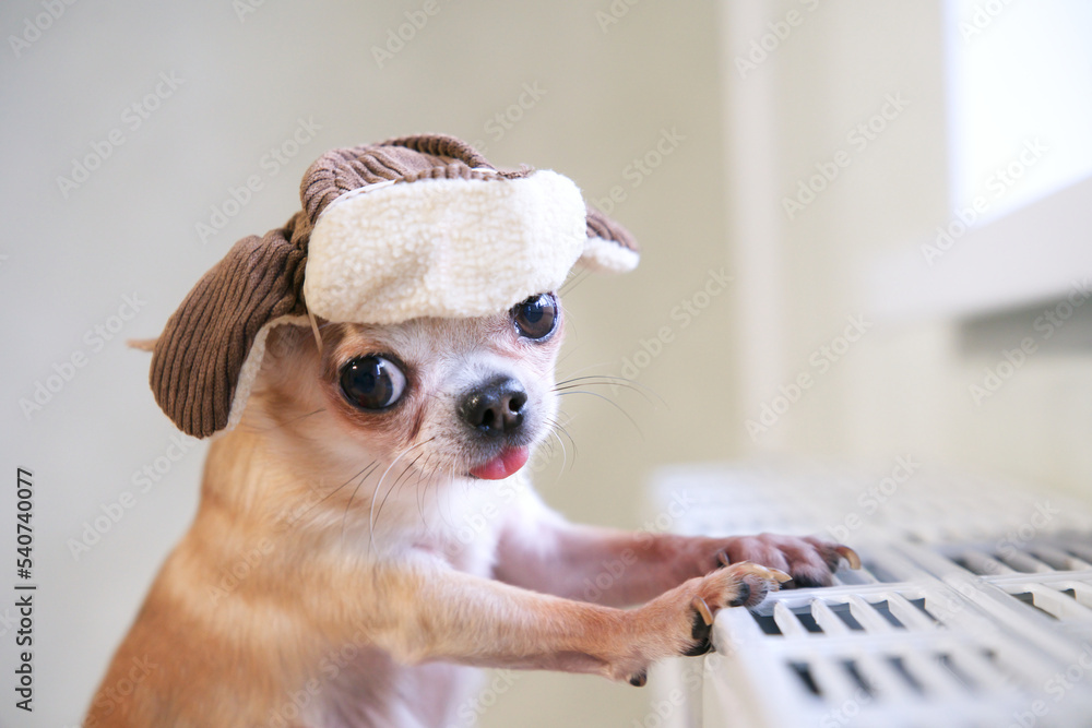 Chihuahua cold hotsell