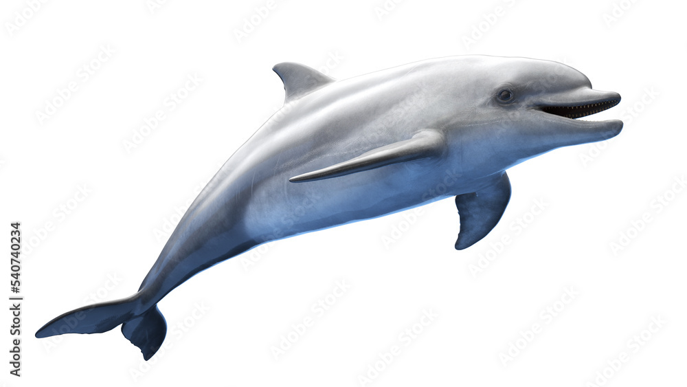 dolphin dolphin