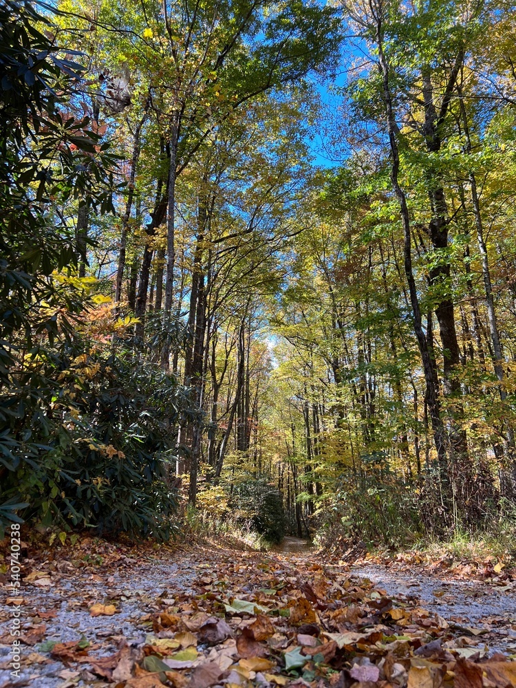 autumn in the park autumn in the park
