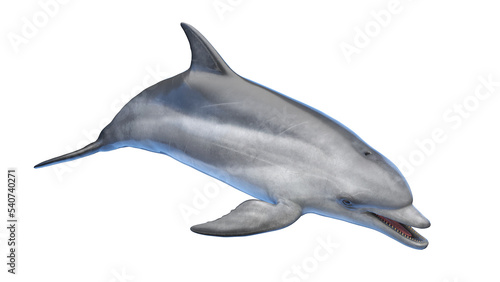 Slika na platnu dolphin