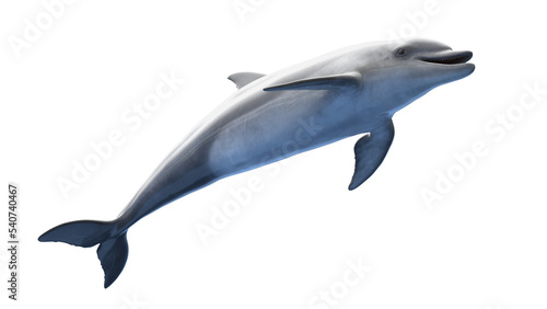 dolphin © Sebastian Kaulitzki
