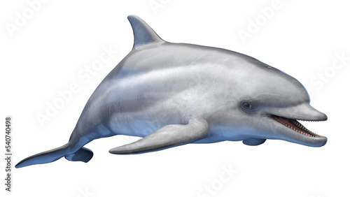 Stampa su tela dolphin