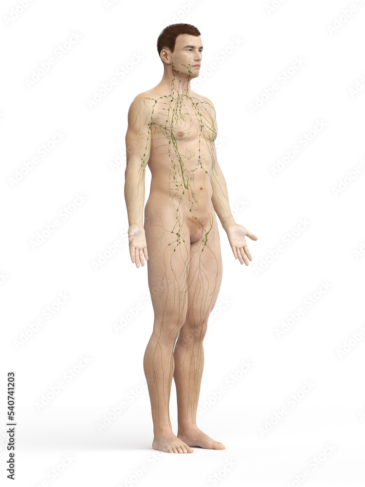 Fototapeta premium lymphatic system
