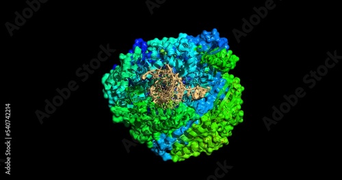 RNA-dependent RNA Polymerase of SARS-COVID-2 (COVID-19) 3D, spinning,Y-axis photo