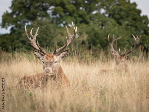 Two adult male deers hidden in tall grass in a meadow near forest in England.