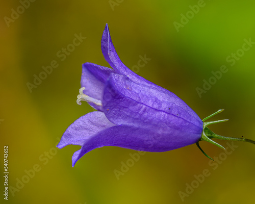 purple flower of harebell or Scottish bluebell (Campanula rotundifolia) photo